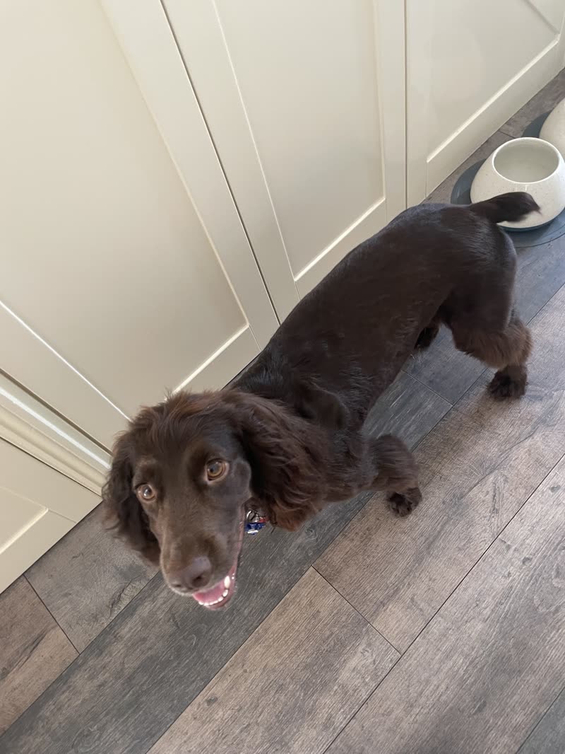 A chocolate working cocker spaniel with a freshly trimmed coat in a hallway beside a water bowl