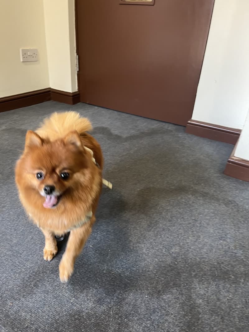 A fluffy orange Pomeranian standing indoors facing the camera