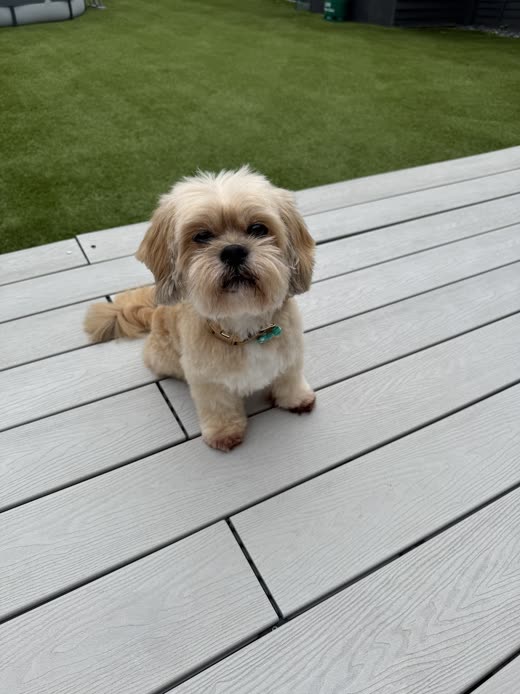 A neatly groomed Shih Tzu sitting outdoors with its coat trimmed short and even