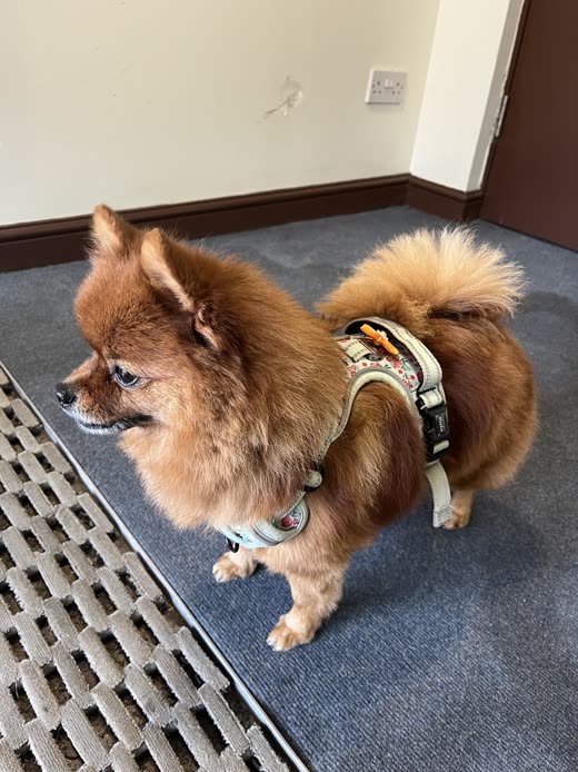 A Pomeranian with its coat blown out and tail plumed after grooming