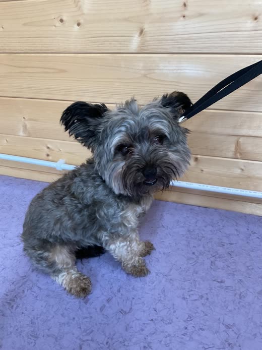 A grey wiry-coated terrier cross sitting on a mat after a hand-stripped groom